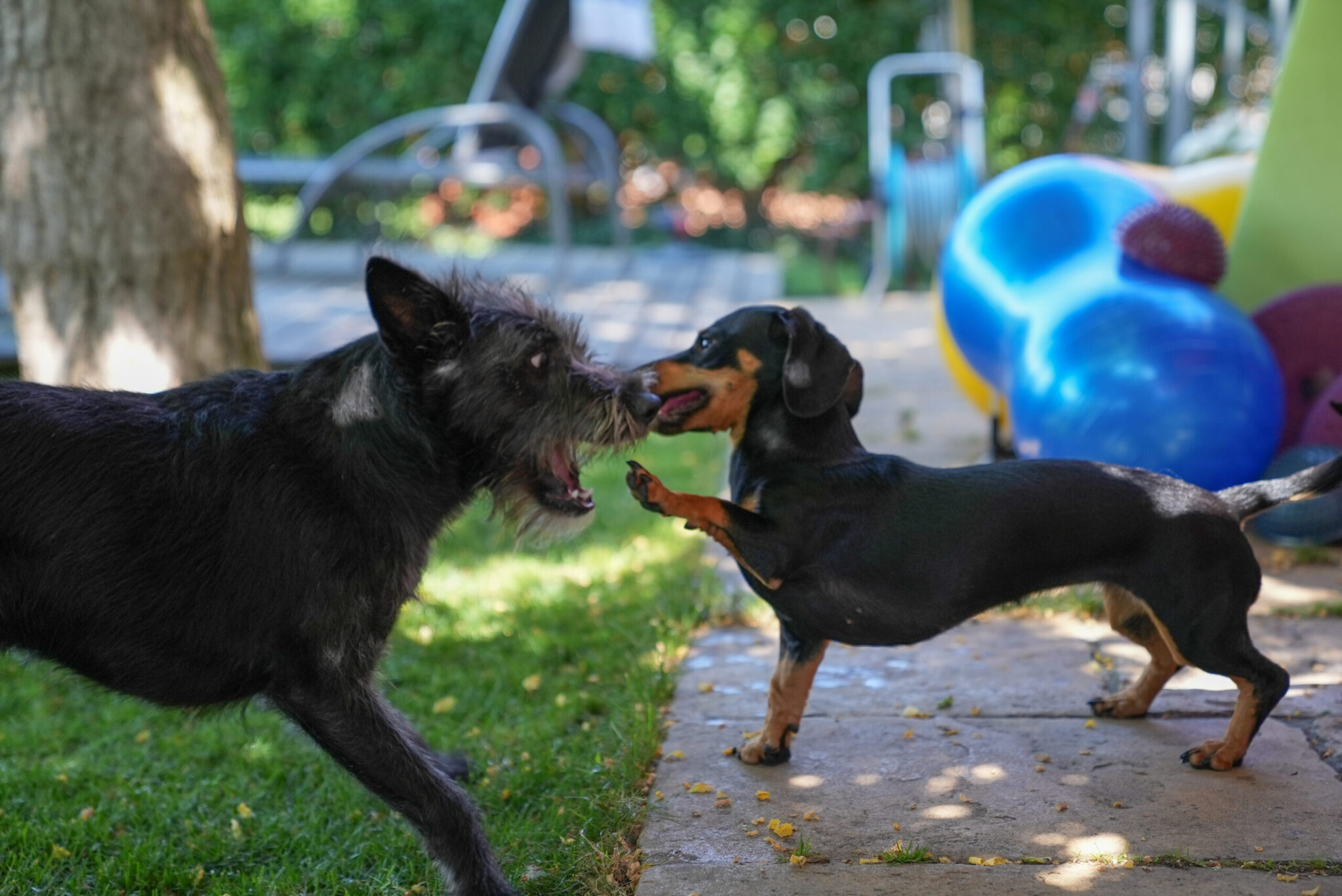 Hundetraining, Hundeerziehung, Einzeltraining