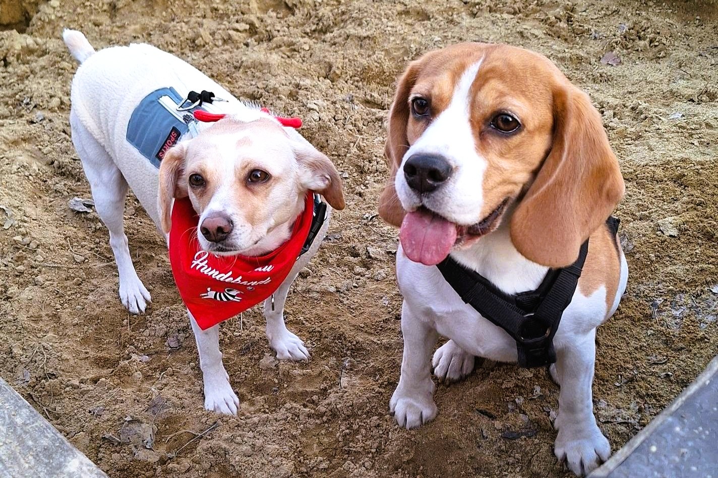 Hundetraining in der Gruppe auch für kleine Hunde