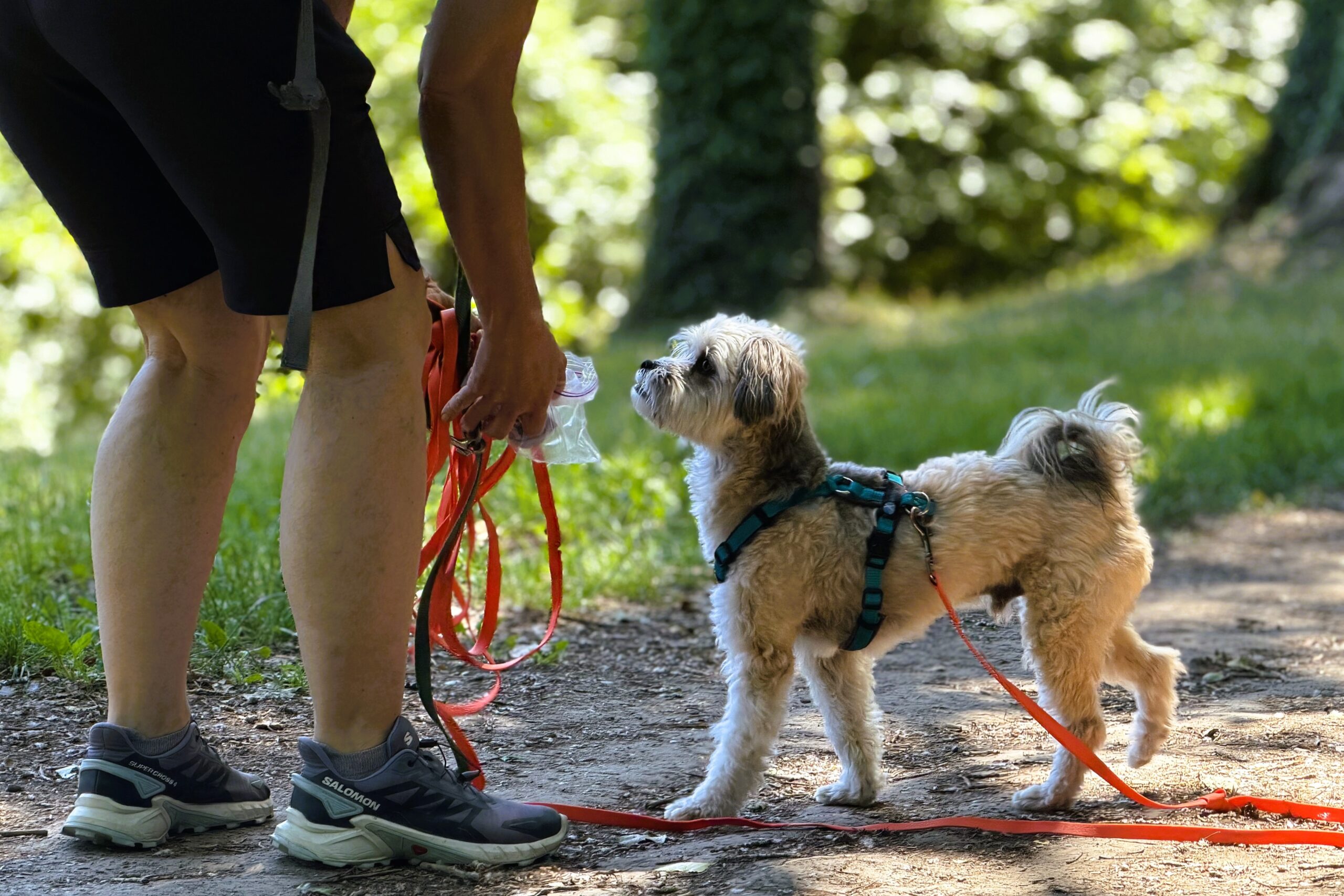 Hundesport Mantrailing, Wandertrail